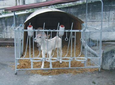 Kalb im Stall
