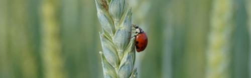 Marienkäfer